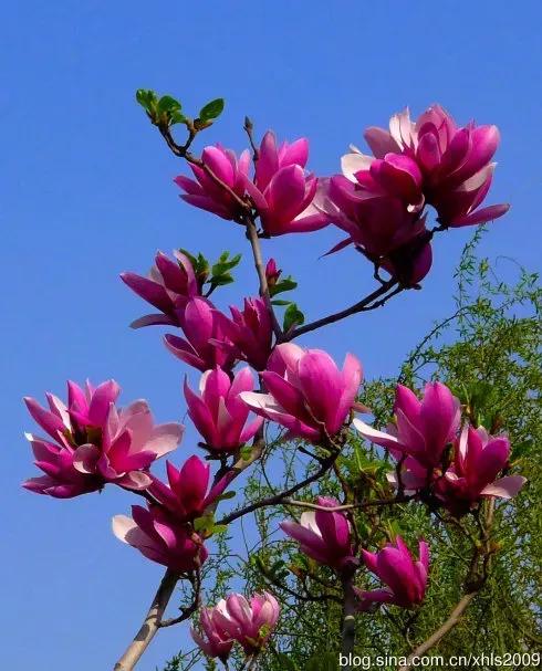 春天风景诗原创,与春天约会的诗歌原创