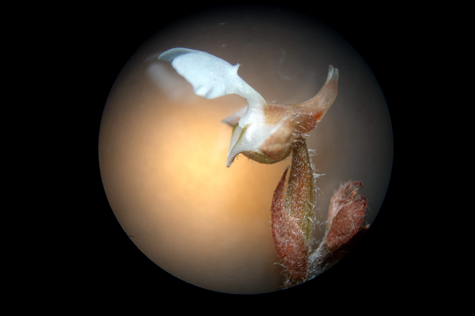 海曙龙观乡深山中首次发现珍稀兰科植物——浙江金线兰