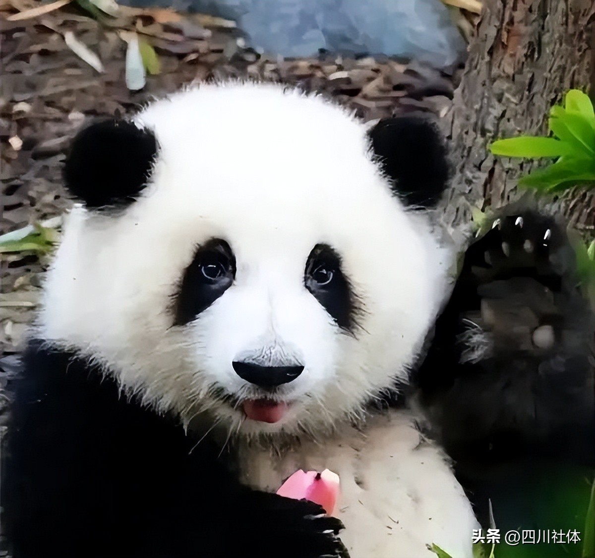 2022中国飞盘联赛总决赛杭州,2022首届中国飞盘联赛