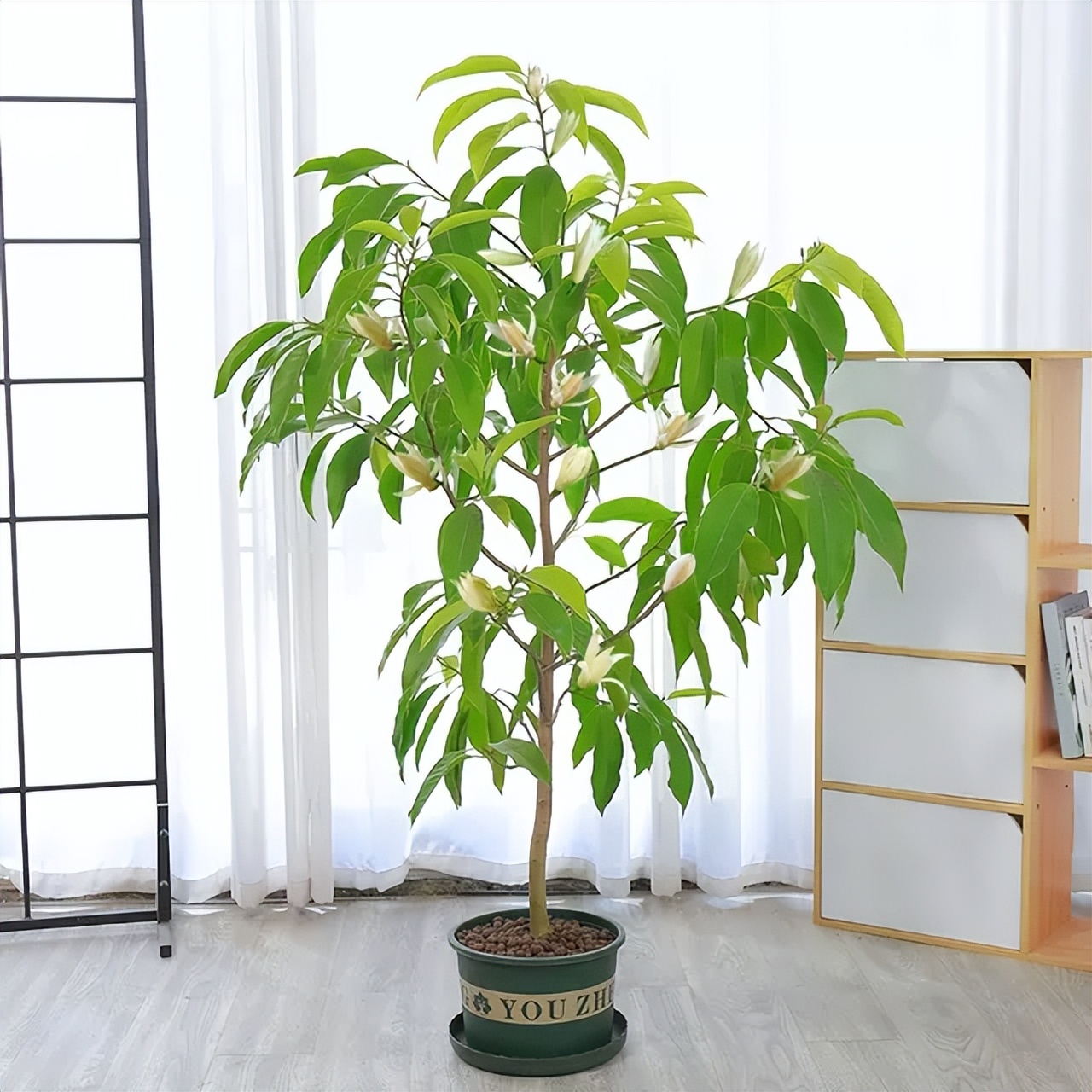 白兰花芽多影响长花苞怎么办,白兰花开花少