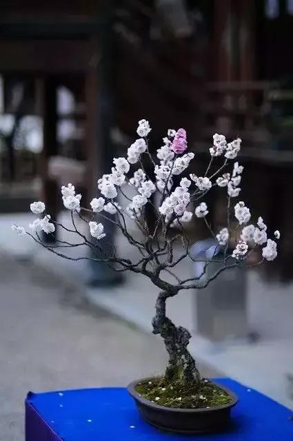 梅花老桩盆景,梅花盆景制作