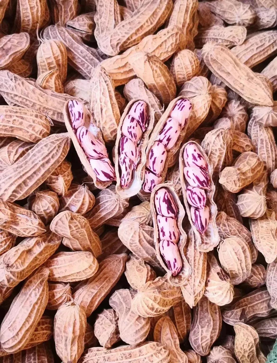 彩色花生和黑花生,黑色花生和红色花生营养价值