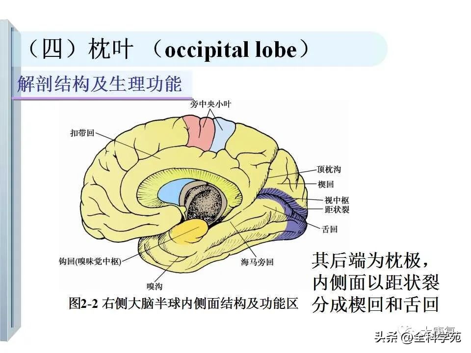 神经系统的影像与解剖定位,最全神经解剖图