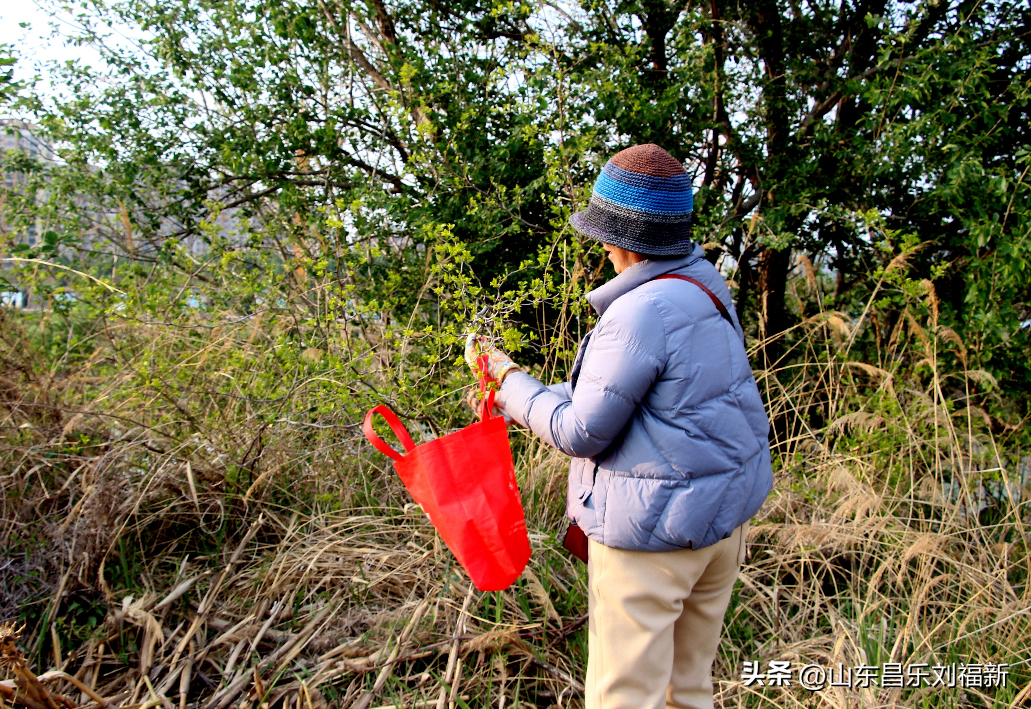 洋槐花·万马奔腾电器·鄌郚医院贴膏药