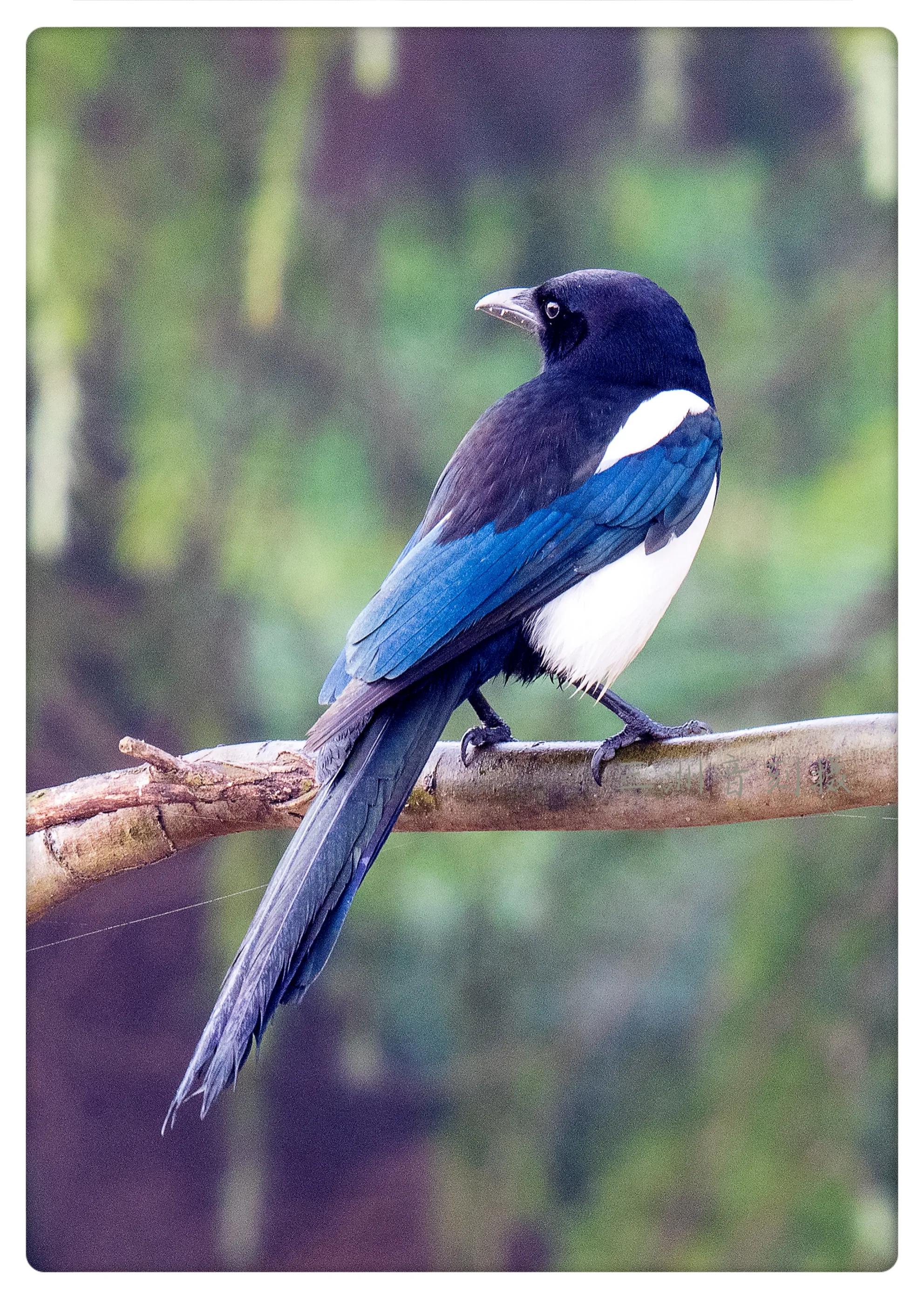 上海国际汽车城安亭,上海安亭国际汽车城