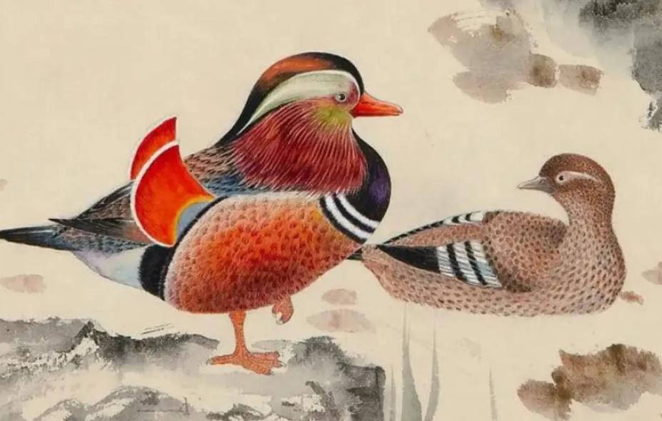 鸳鸯是什么类动物,鸳鸯和水禽图片