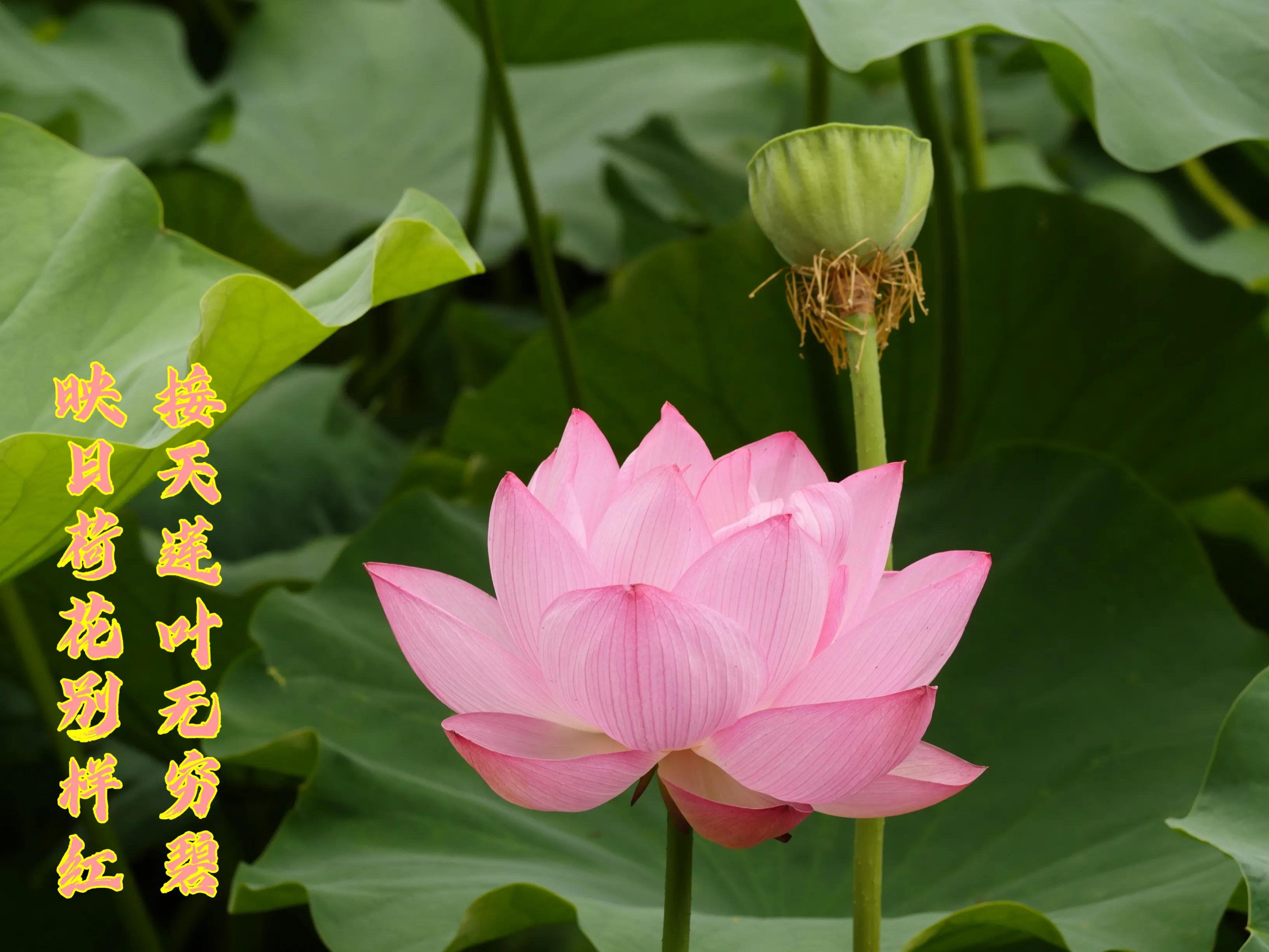 在日本生活花费大的地方,日本东京乡下生活