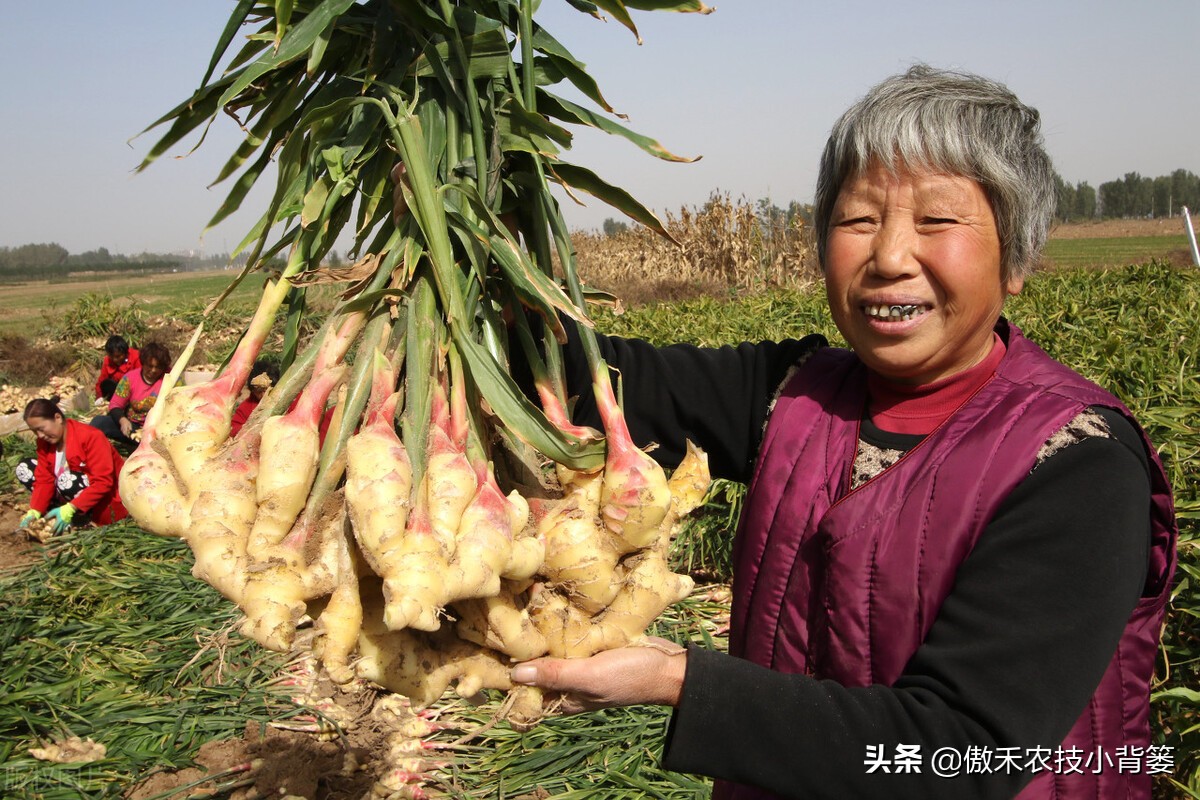 大姜的种植和管理技术资料,大姜种植技术与管理生长周期