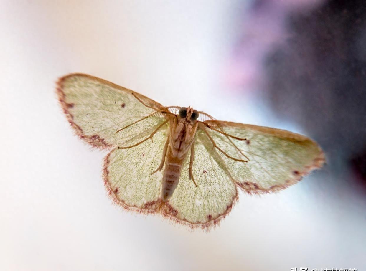 巧妙制胜！消灭烦人小飞蛾！