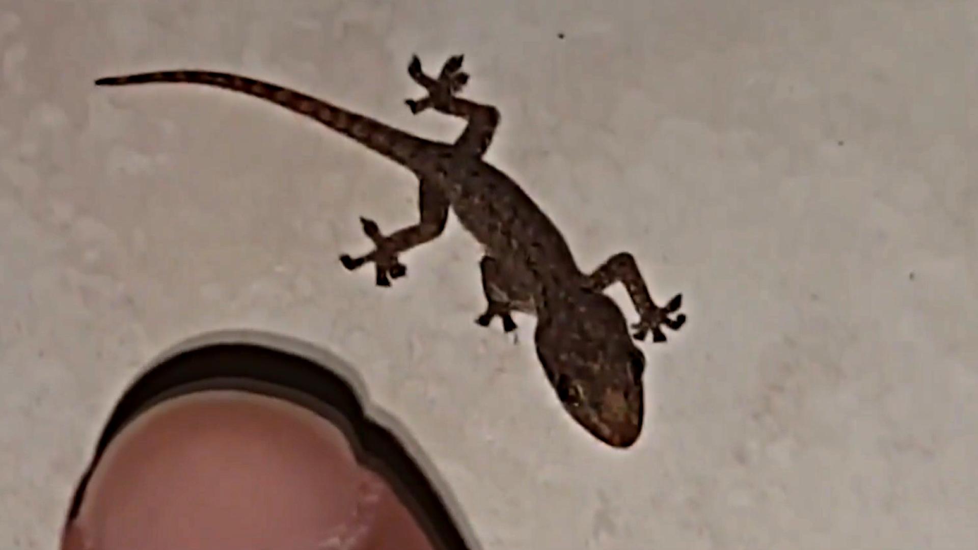 五毒中的壁虎是哪种壁虎,壁虎图片为什么壁虎是五毒之一