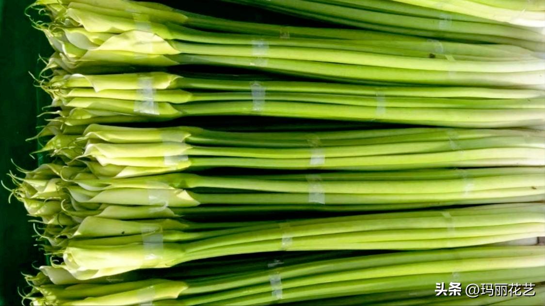 鲜切花马蹄莲怎么养才能开花,彩色马蹄莲切花养护的条件