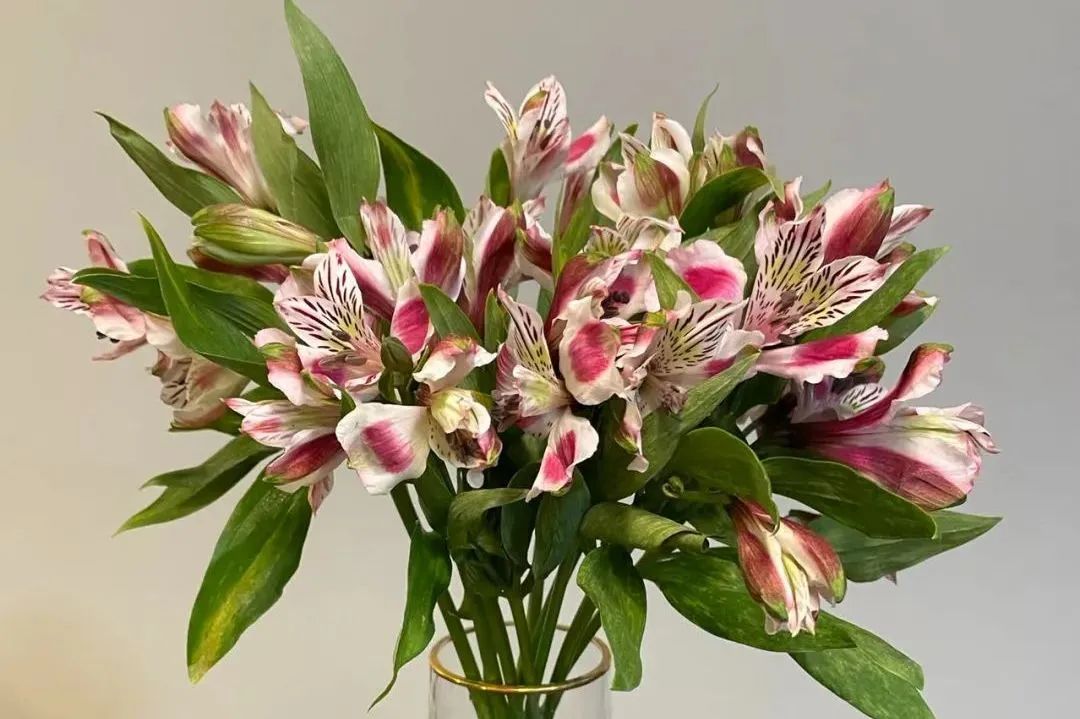 鲜花在水里能养几天会死,新加坡盆栽花卉怎么养