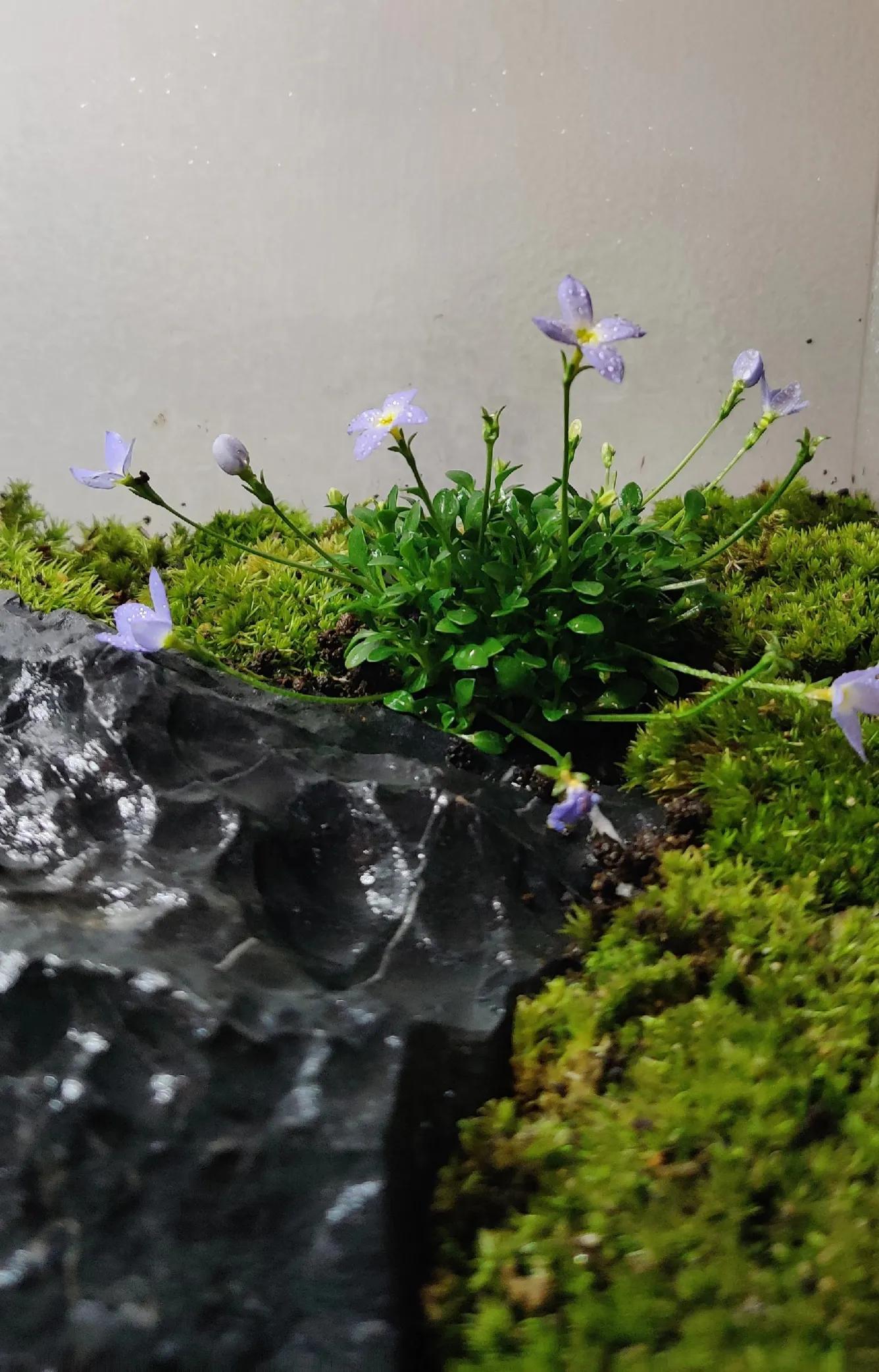 手机柜台展示柜新型,手机展示柜改造翻新创意