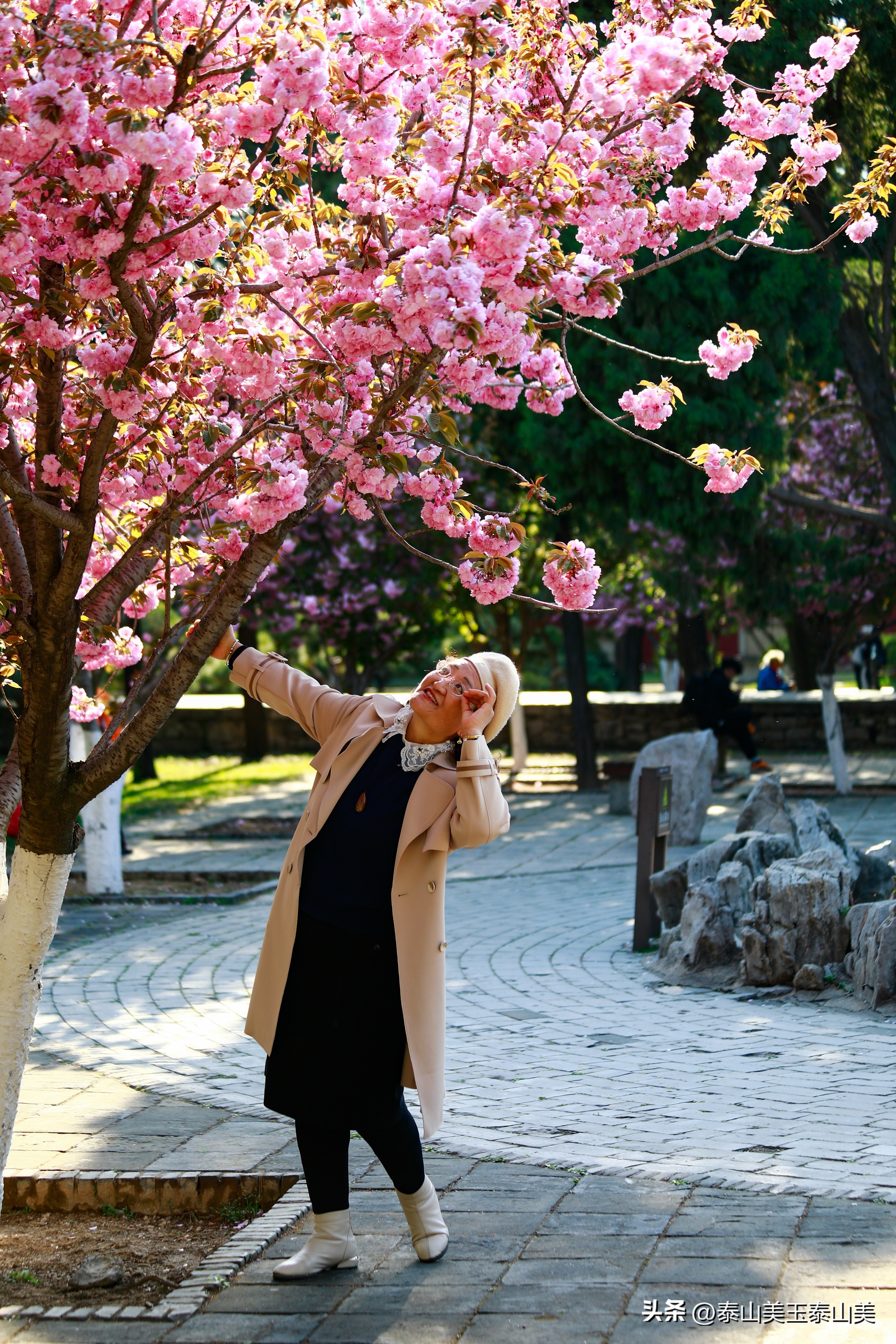 山亭寺沟樱花,定山溪樱花