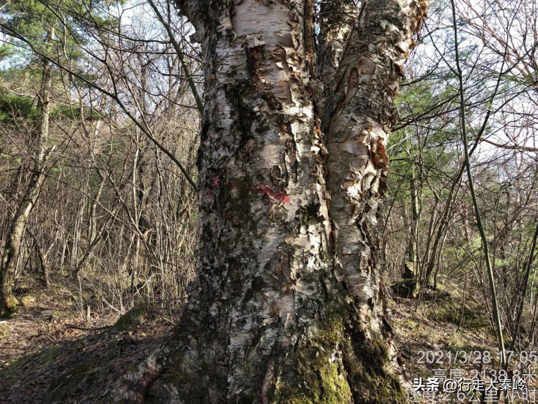首阳山穿越大坪梁景色怎么样,大坪梁穿越到首阳山攻略
