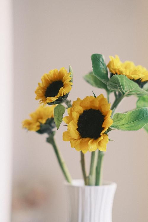 逐光而行向阳而生散文,守心自暖向阳而生的散文