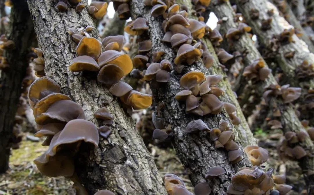 到四川广元必带的土特产,四川广元土特产有哪些