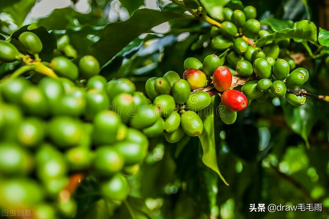 牙买加蓝山咖啡价格,牙买加艺术山蓝山咖啡