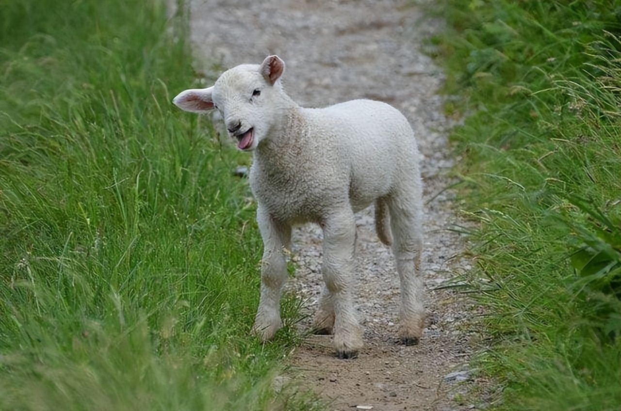 小羊突然体温低站不起来什么原因,小羊卧地不起且一直叫是什么原因