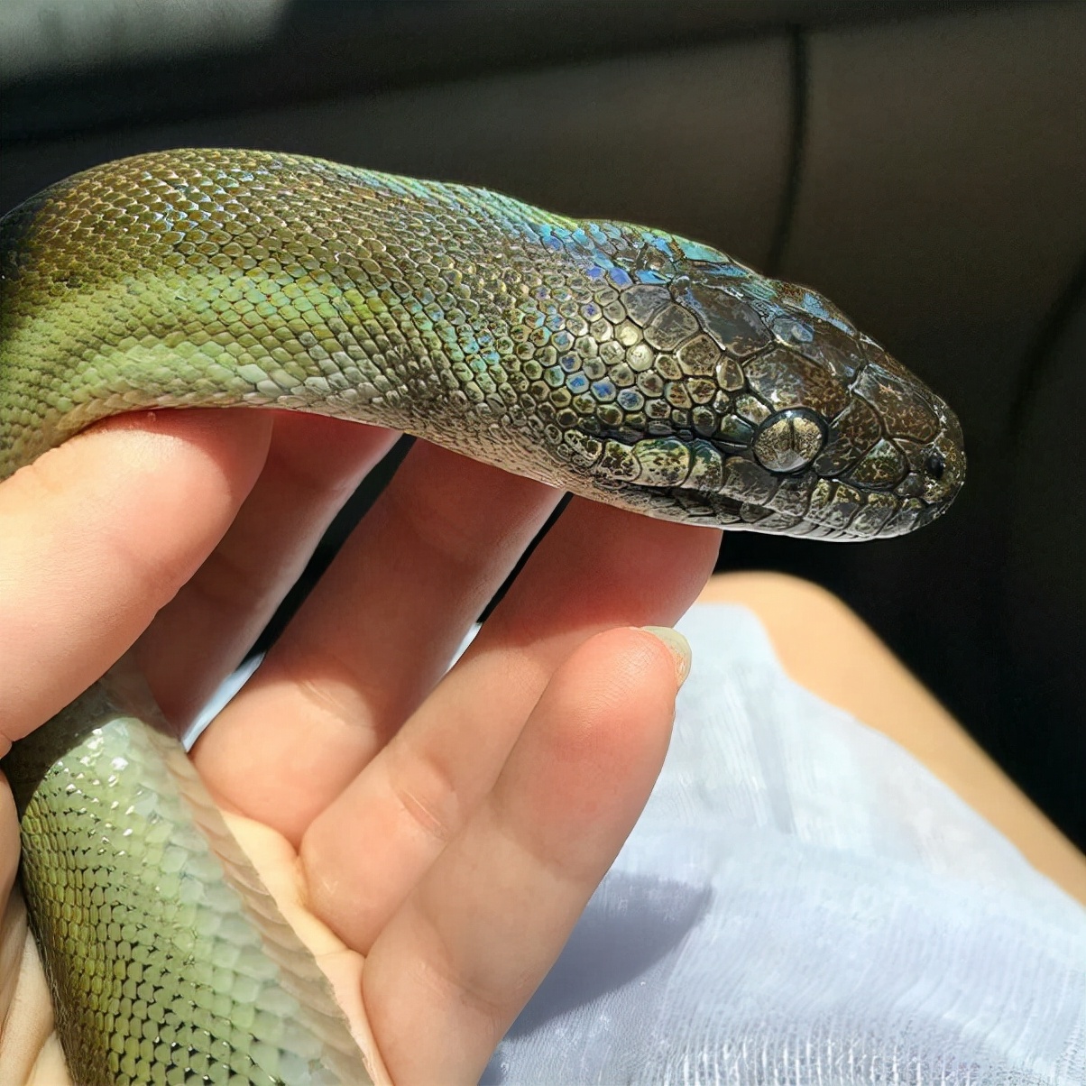 神奇的动物蛇的视频大全,神奇的动物蛇