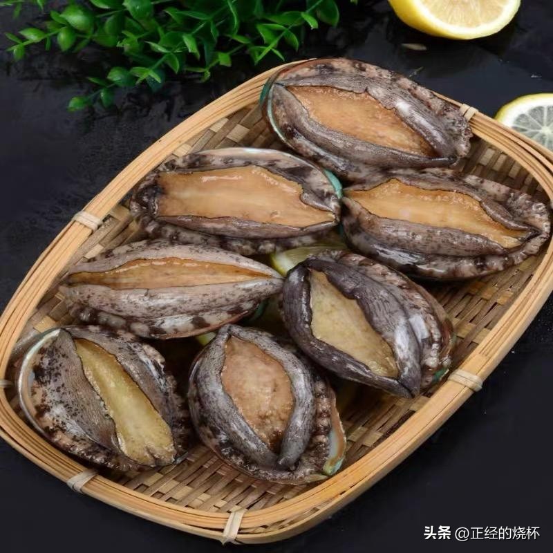 鲍鱼分布在哪里,鲍鱼由哪些部分组成的