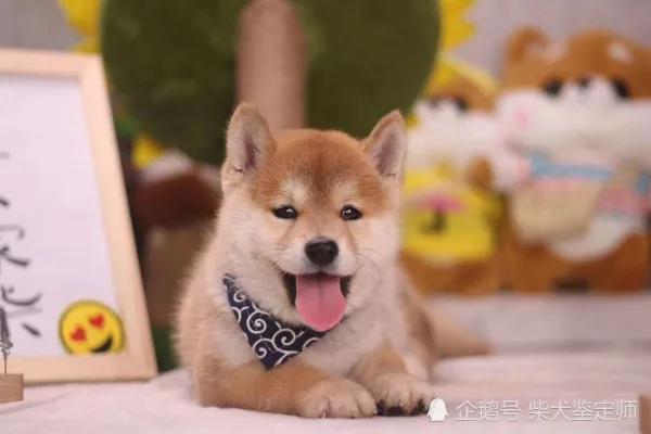 柴犬多少钱一只,什么狗最好养又听话