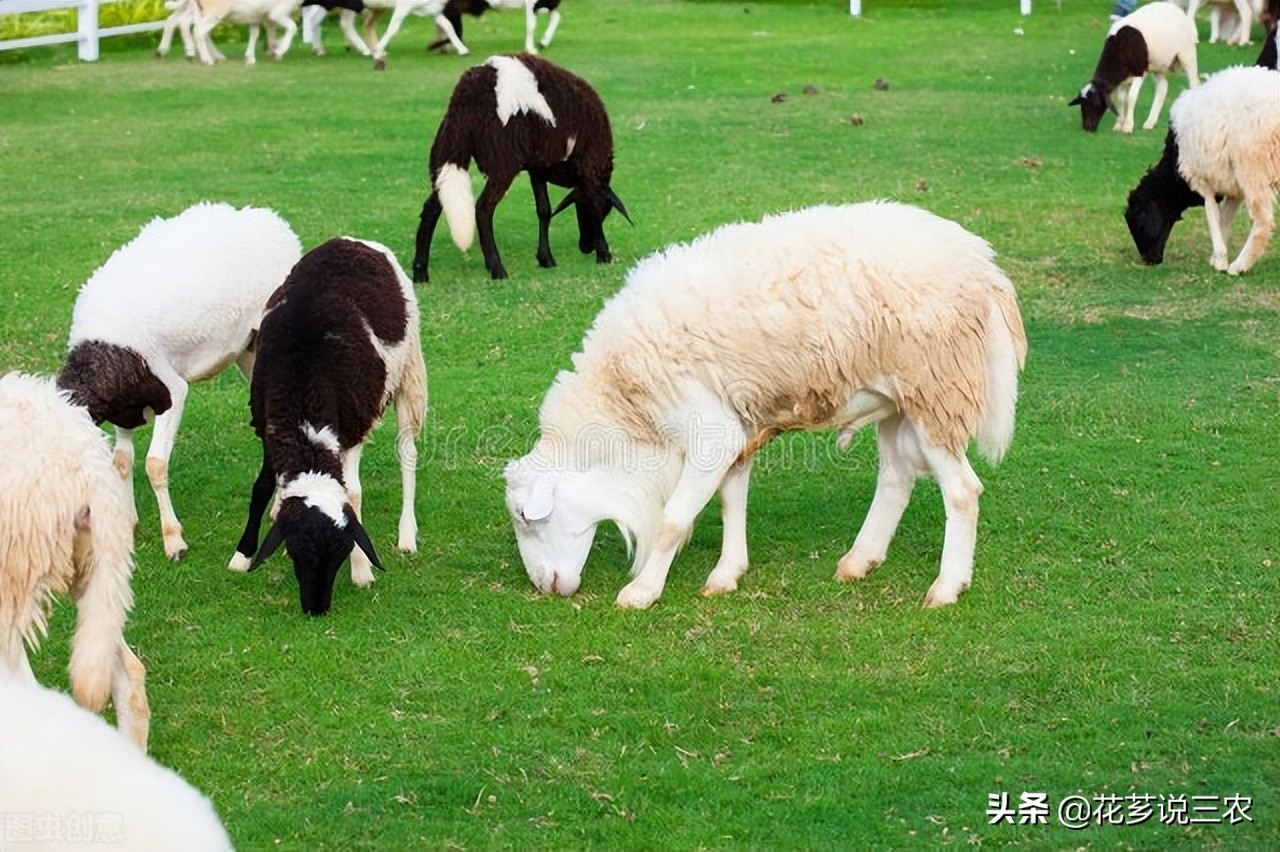 给羊驱虫养羊技术与羊病防治,养羊病毒性疾病预防