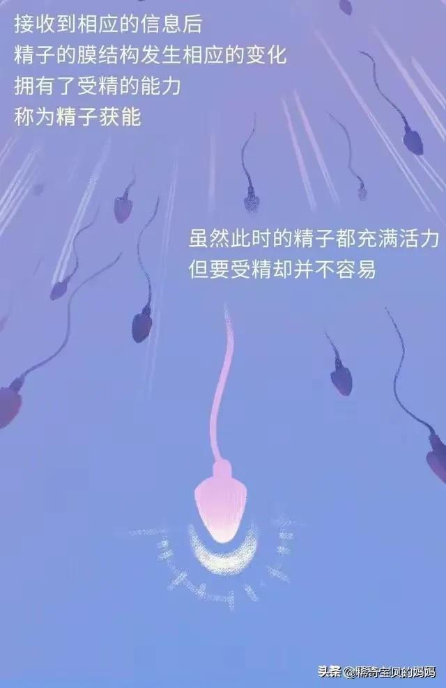 精子进入女性体内的24小时，都经历了什么？漫画