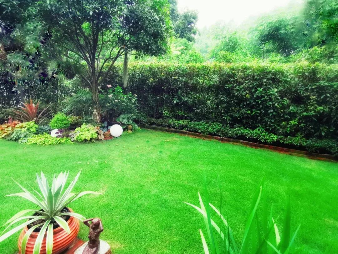 11月乔木灌木草坪病虫害用药,草坪病虫害怎么防治