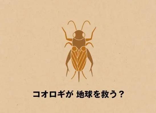 日本蟋蟀巧克力发售！早稻田大学宣布量产