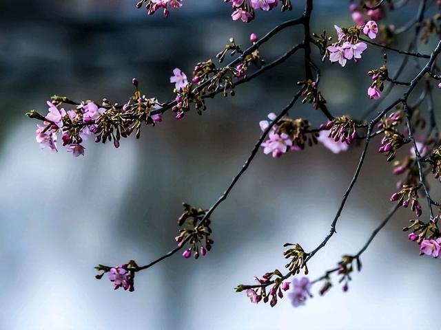 冷门春天诗词10首,50句绝美的春天诗词