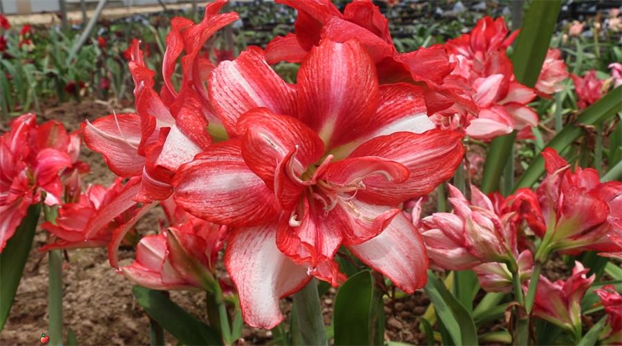 镇店之宝被抢购，“亚洲最美花展”上盆栽“吸睛”又“吸金”