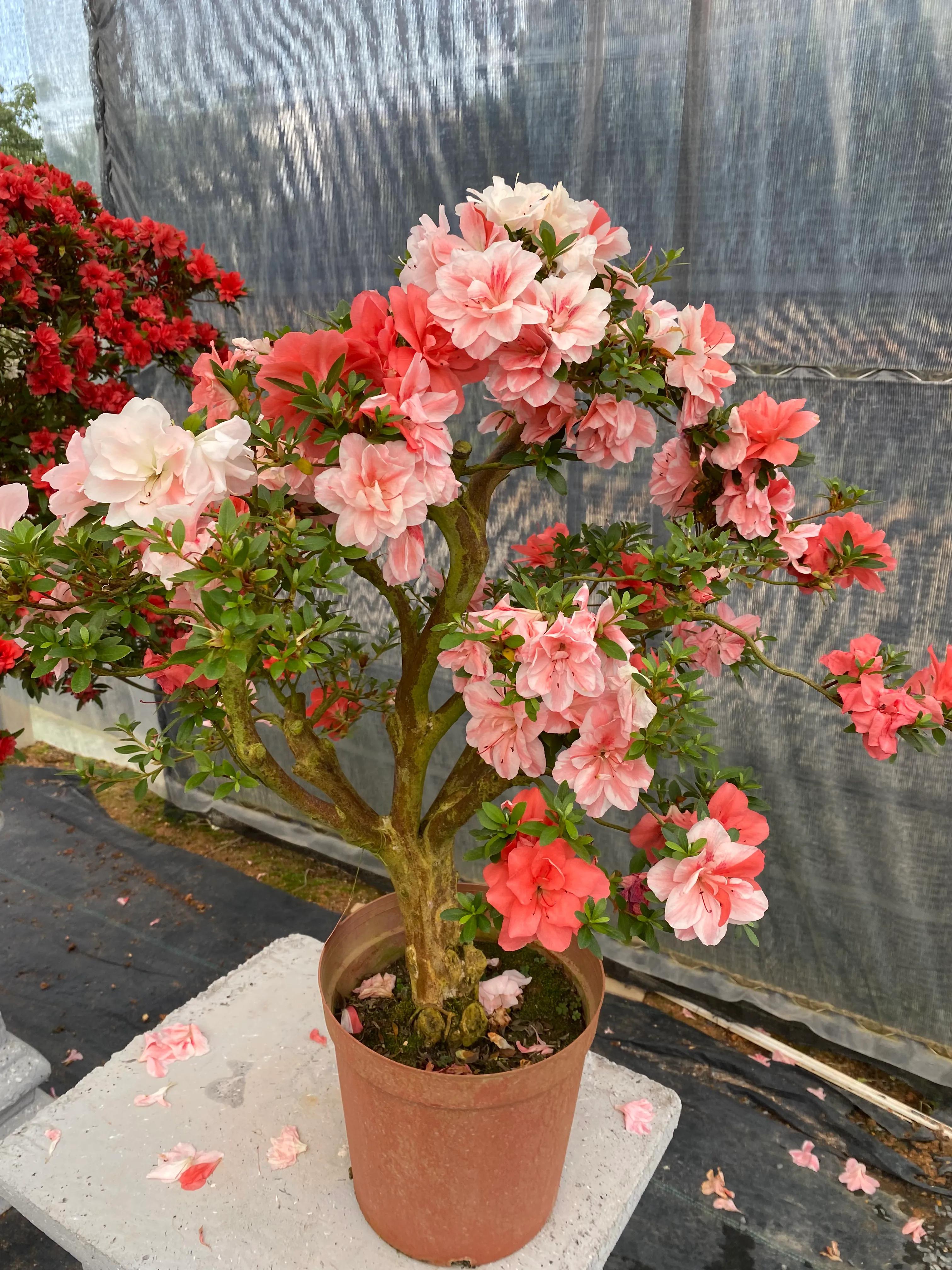 皋月杜鹃花图片大全,皋月杜鹃新品种视频