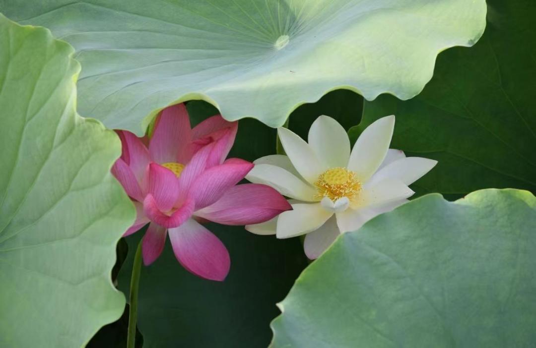 荷你有约环创,荷你有约完整视频