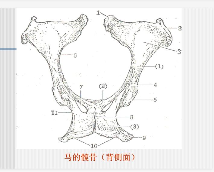 牛和马哪种动物厉害,猪牛羊哪个更容易生病