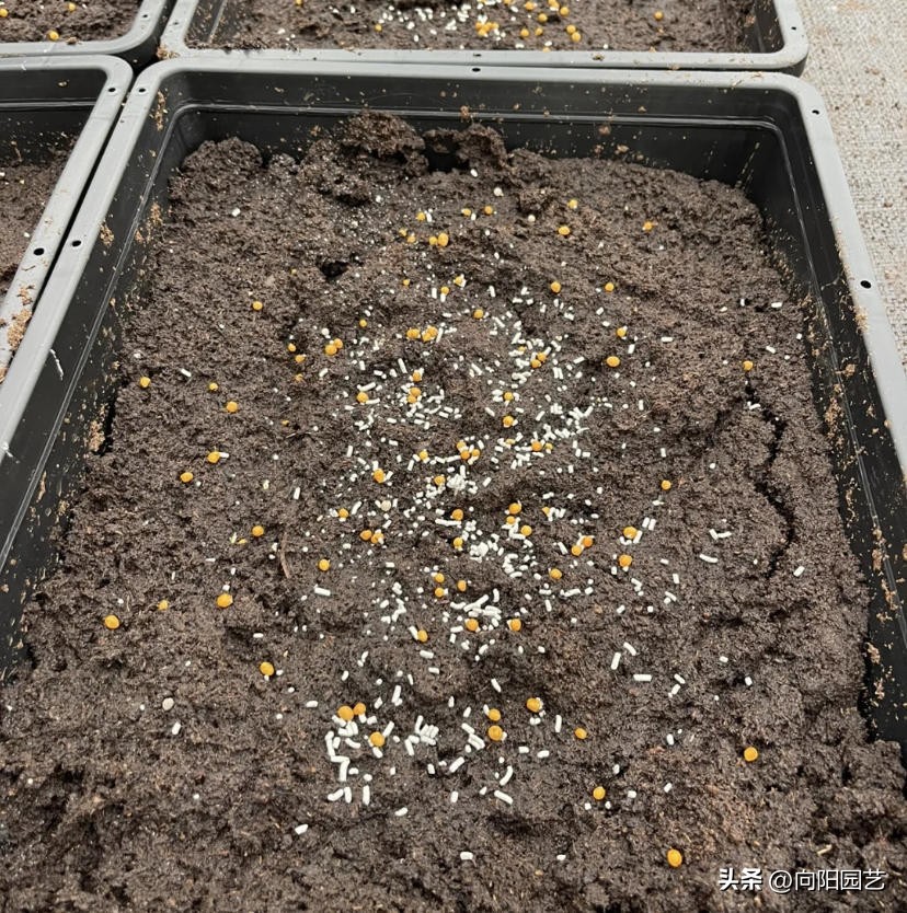 多肉种子什么季节播种合适,多肉种子播种