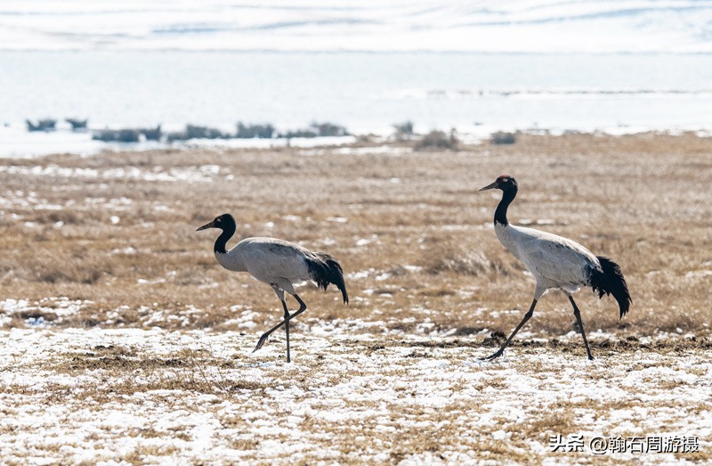 高原精灵黑颈鹤越冬之地——大山包（云、藏自驾旅行纪实之一）
