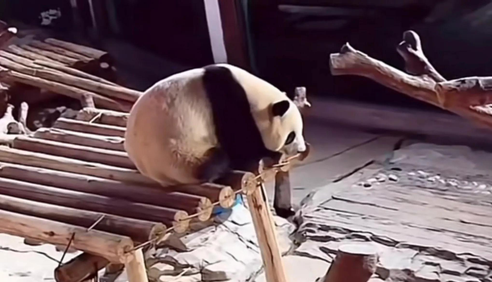 大熊猫国庆戒奶,国庆大熊猫戒奶仪式