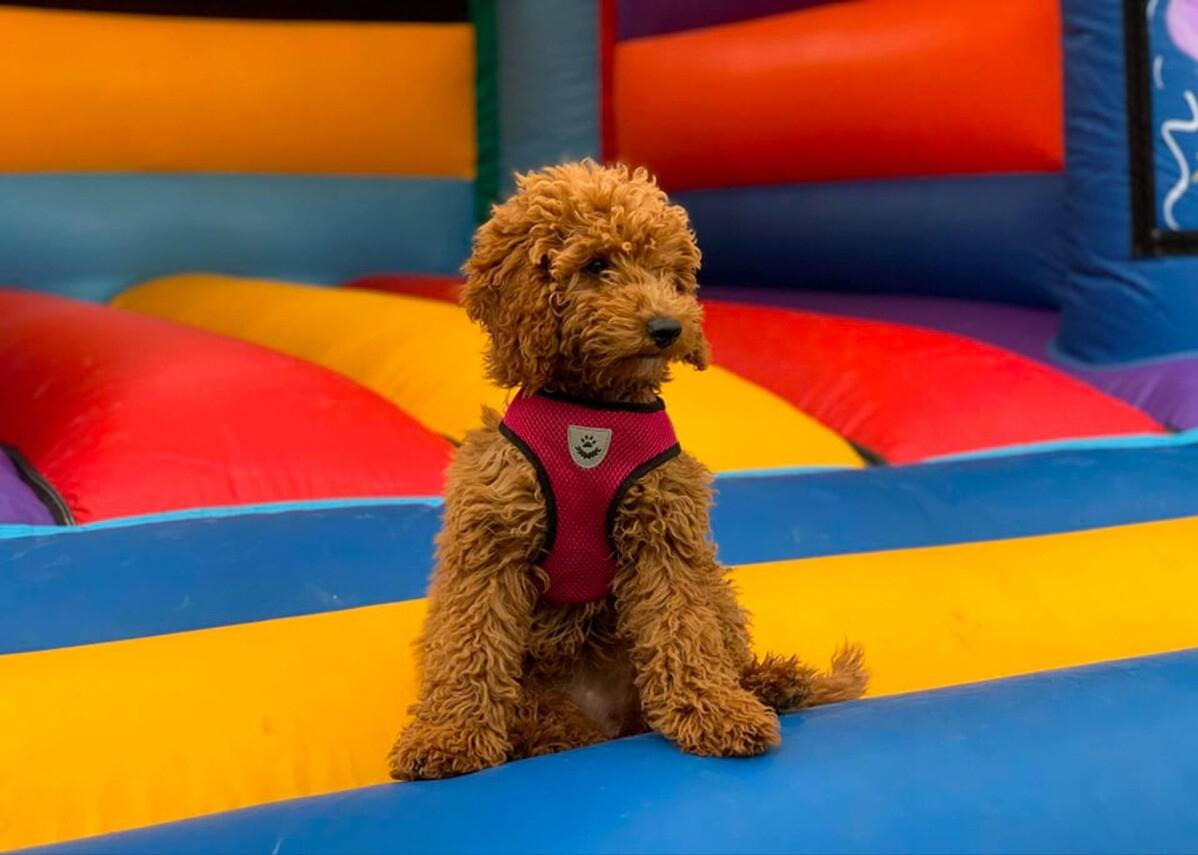 狗狗不吃东西怎么办最好的方法,狗狗不吃狗粮怎么解决小妙招