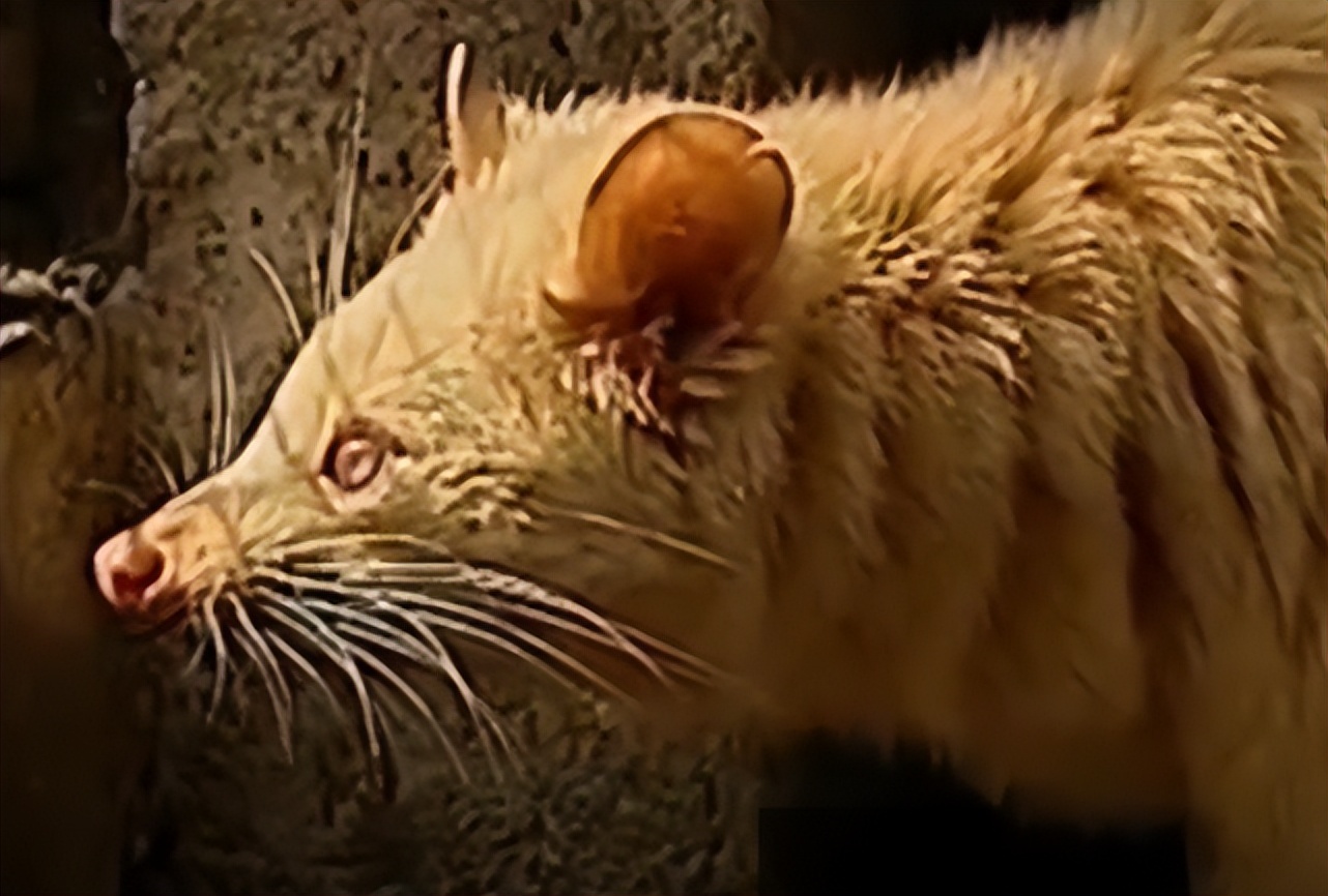 江西老汉活捉神兽,江西老汉捉到不明动物