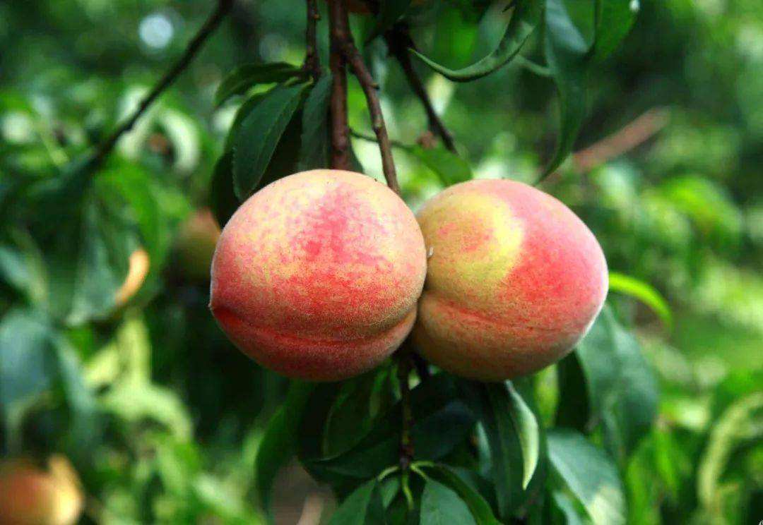 果园防鸟最好方法,果园防鸟出绝招