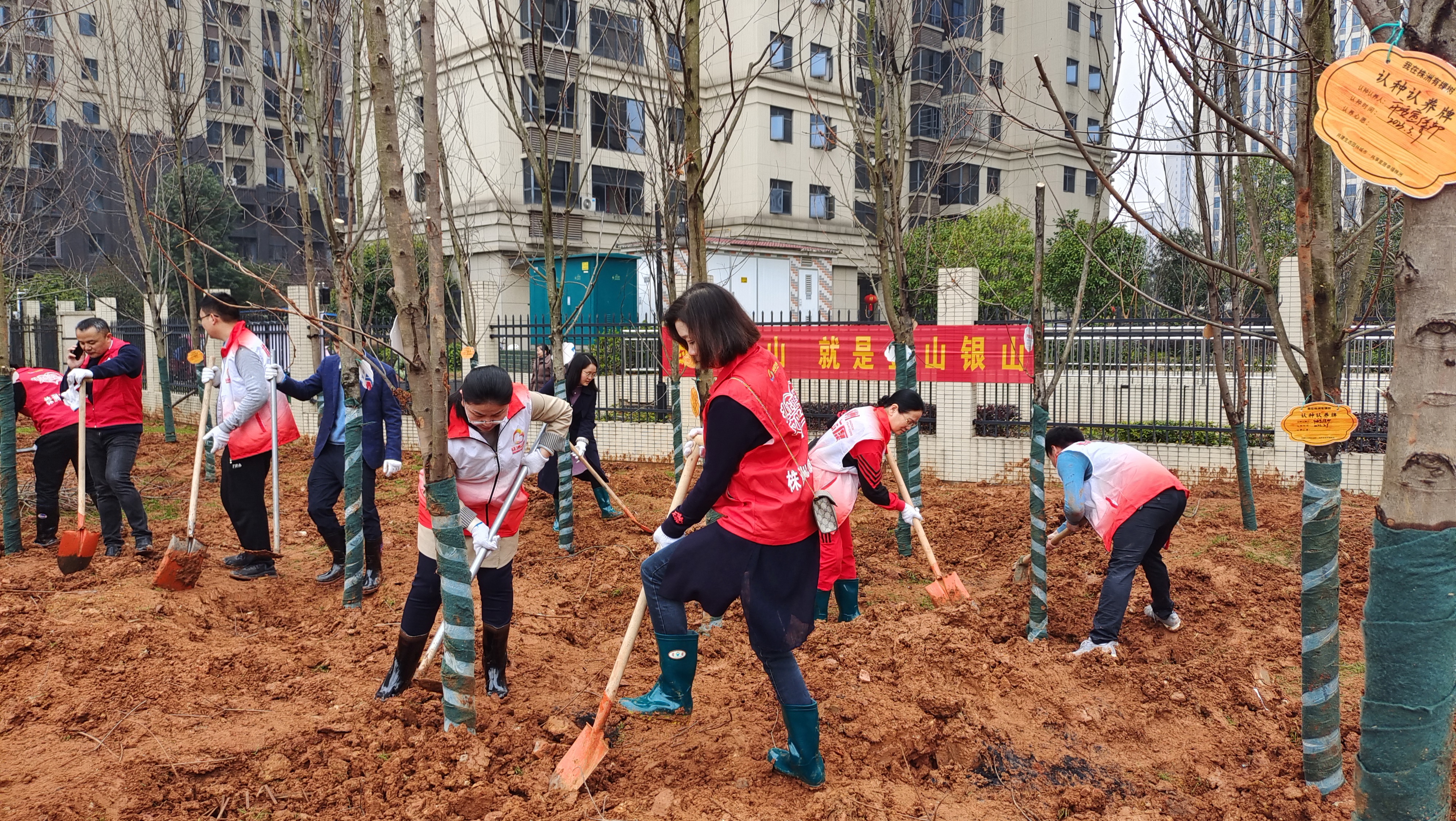 株洲冬青树苗,湖南株洲树苗