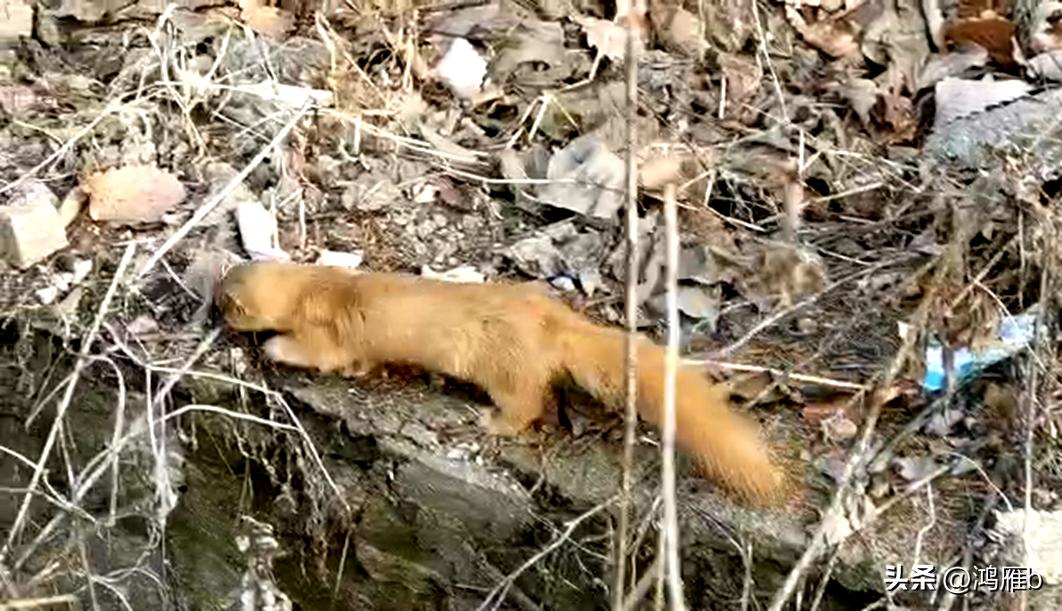 郊外遇见了“狼”，有惊无险