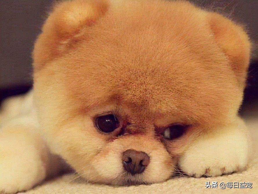 松狮边牧的优点和缺点,松狮的优点和缺点