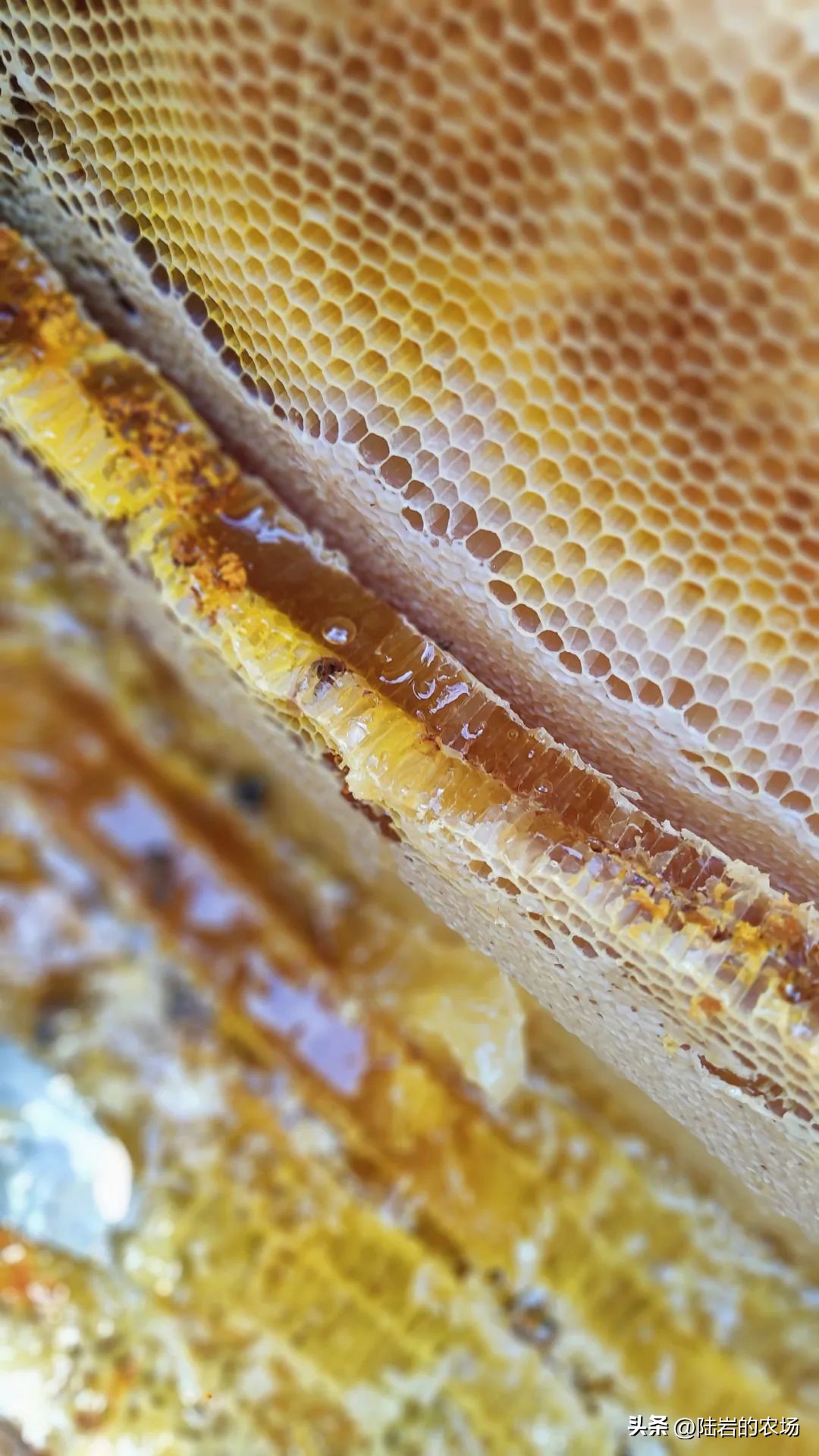 盘点市面五种常见蜂巢