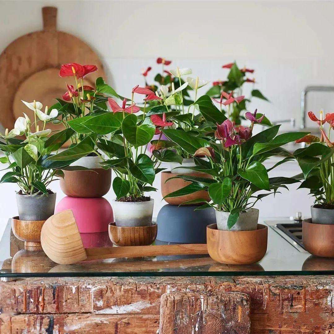 家里光照不足建议养这10种耐阴花,阴暗无光角落适合养什么花