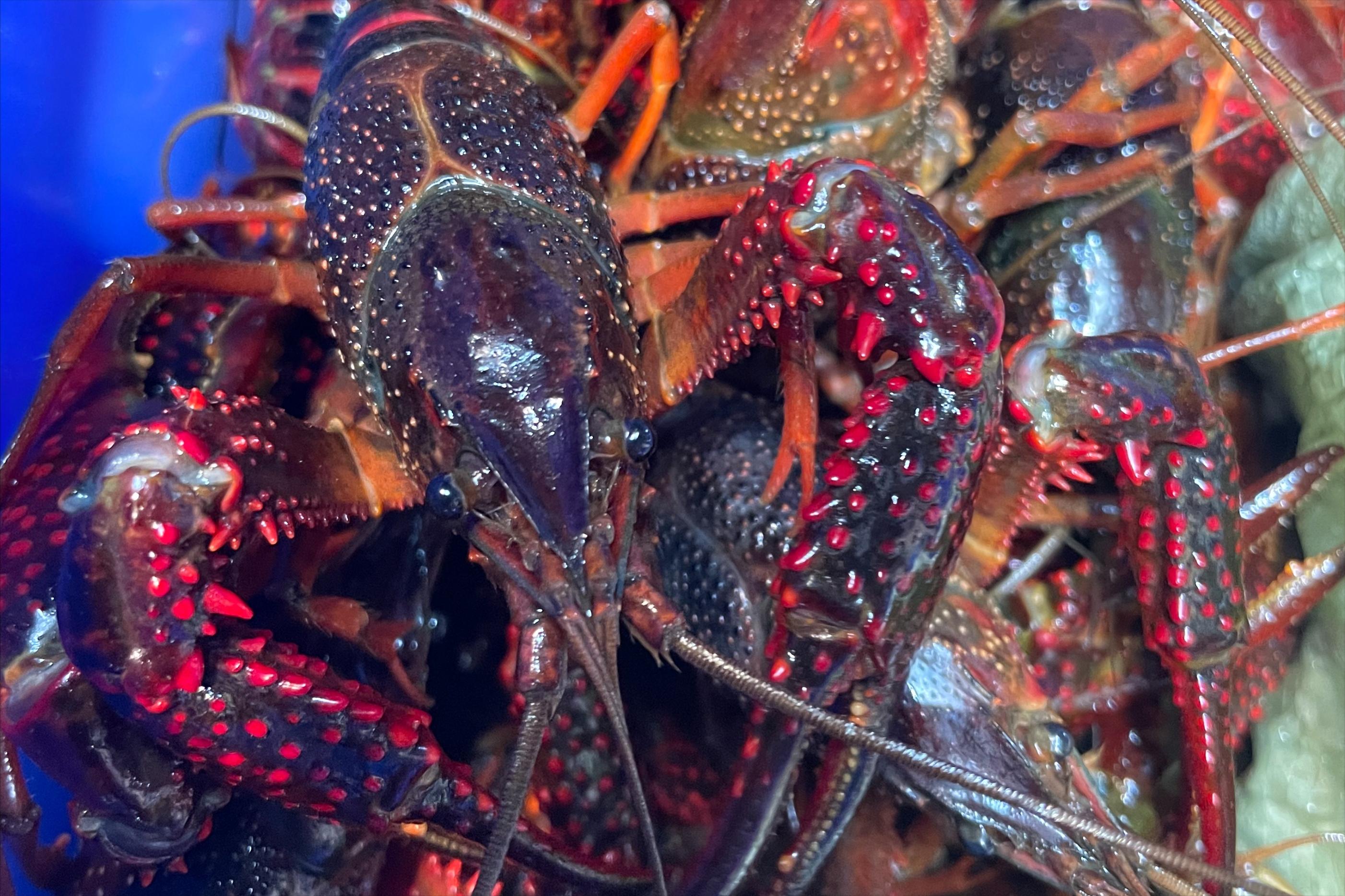 如何选择鲜活小龙虾,如何选择肥美的小龙虾品种