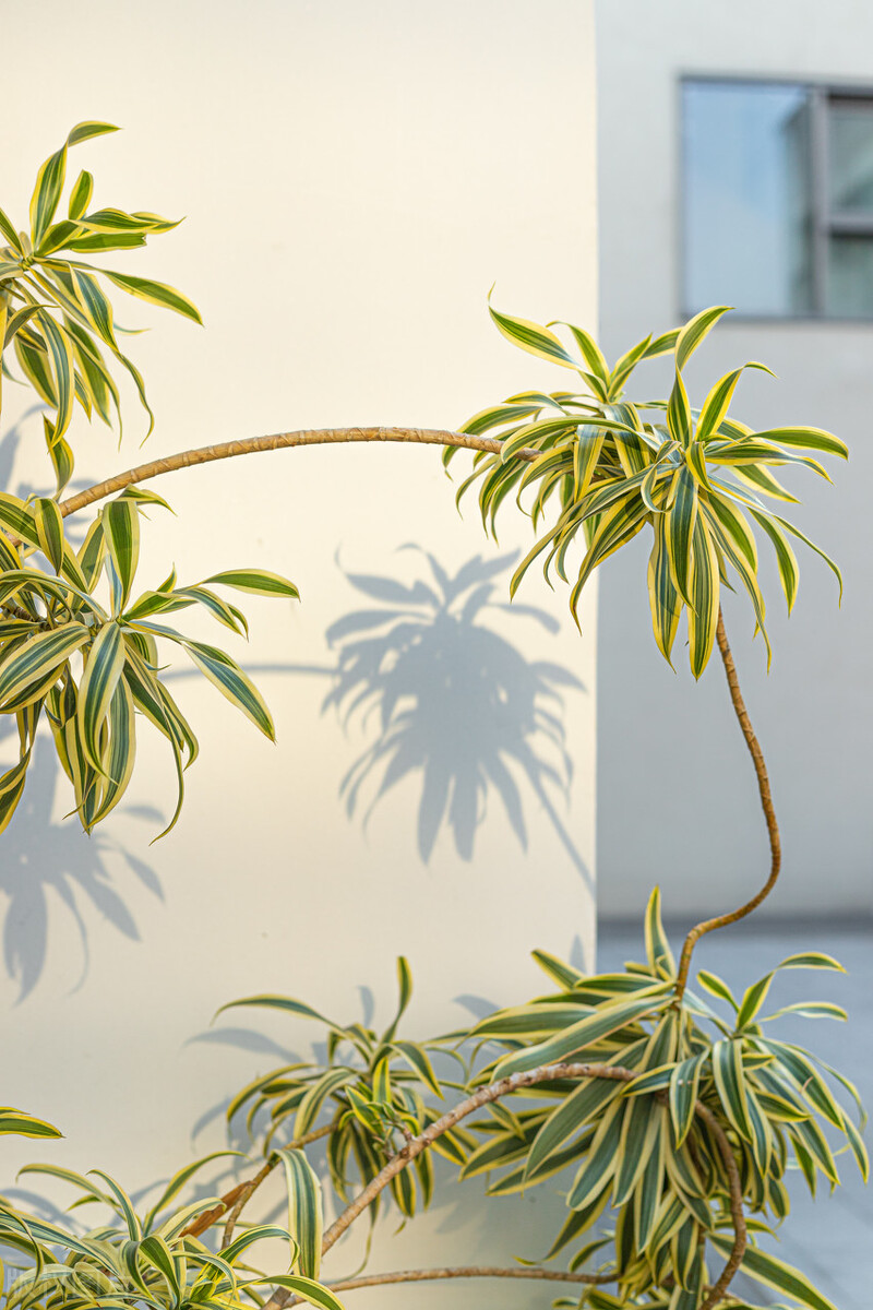 极简省钱又环保的居家生活,4款高颜值家居绿植