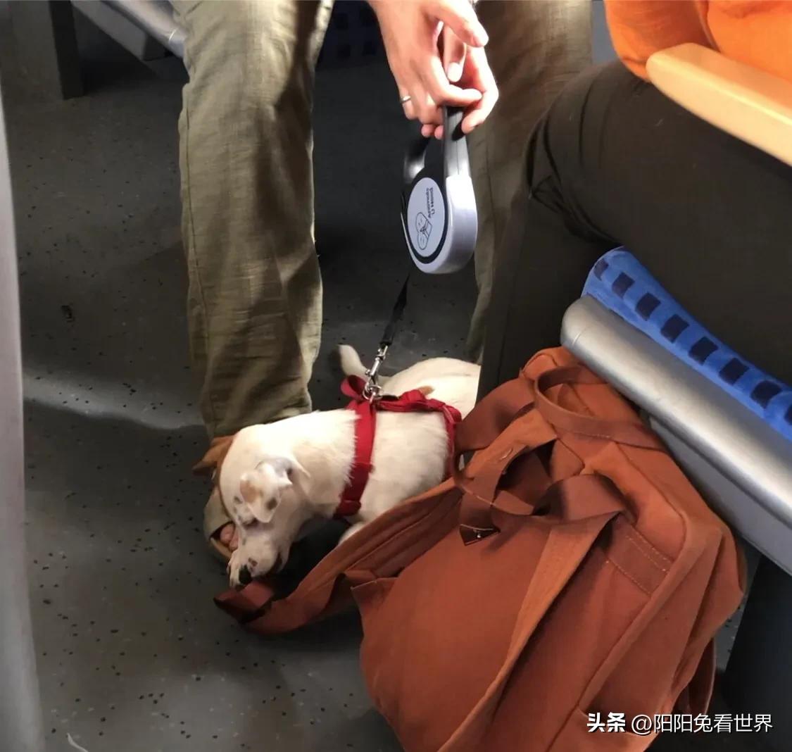 导盲犬宠物狗视频,导盲犬宠物狗讲述了什么