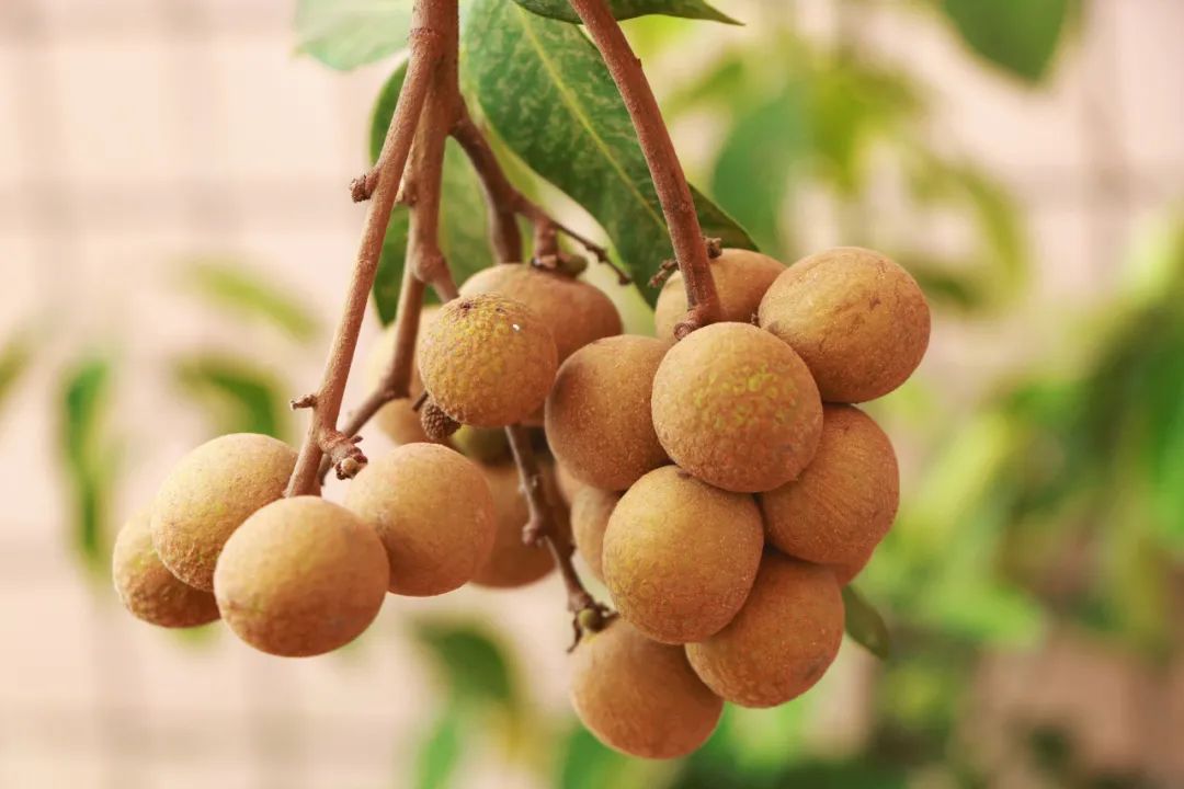 美食之都潮汕,广东茂名的特色美食水果